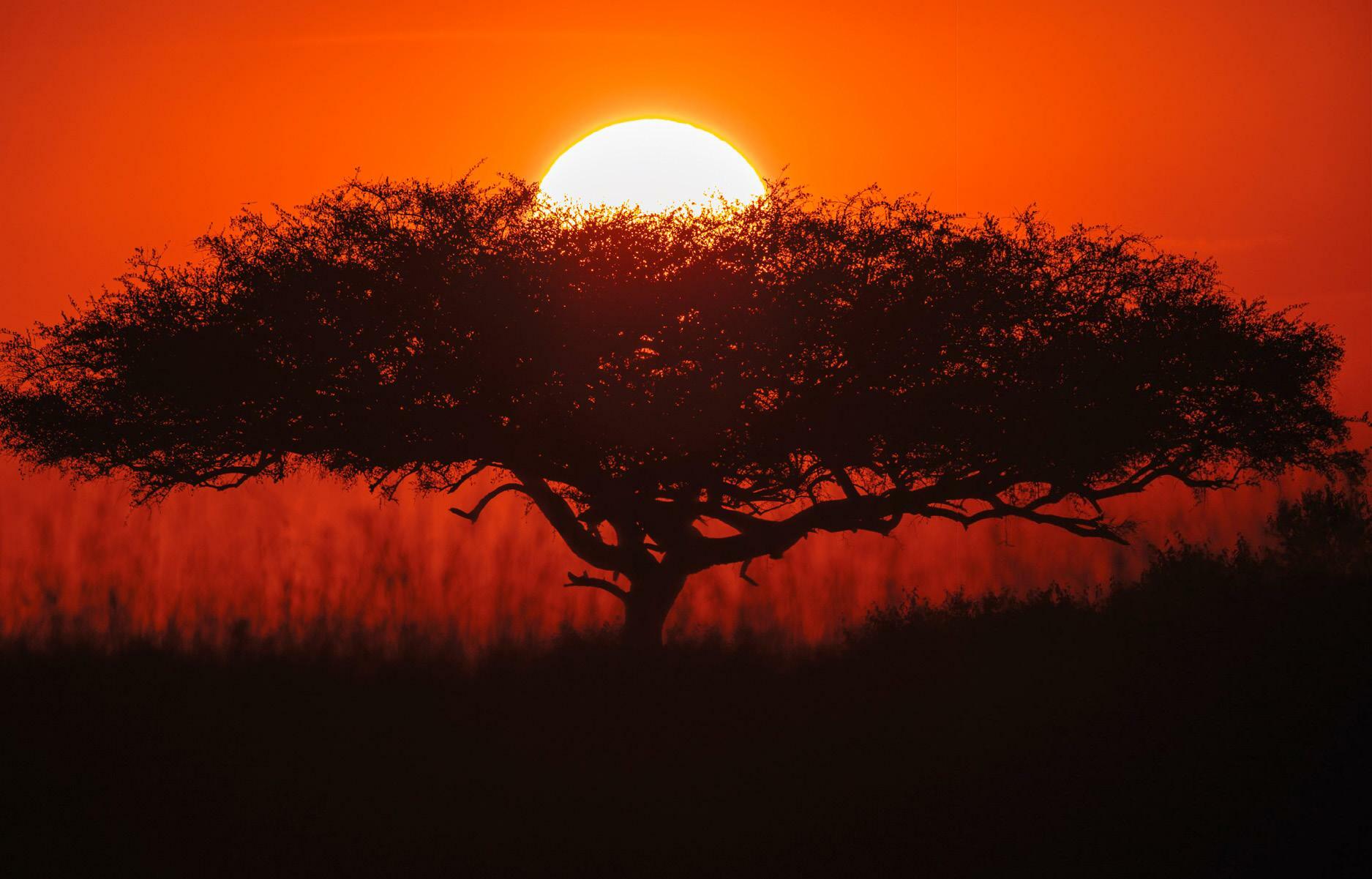 THROUGH MY LENS EYE TO EYE WITH THE AFRICAN WILDLIFE
